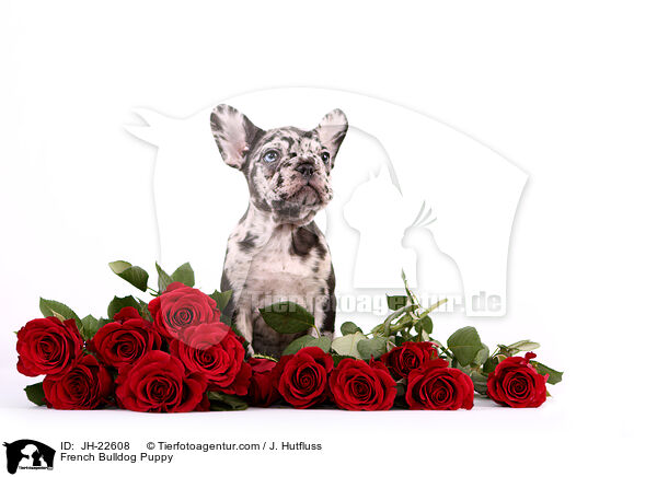 Franzsische Bulldogge Welpe / French Bulldog Puppy / JH-22608