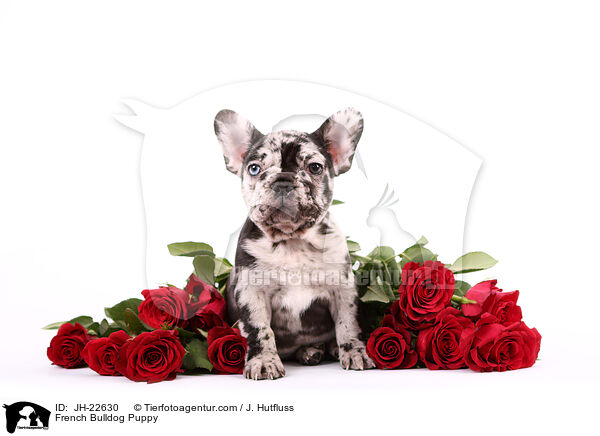 Franzsische Bulldogge Welpe / French Bulldog Puppy / JH-22630
