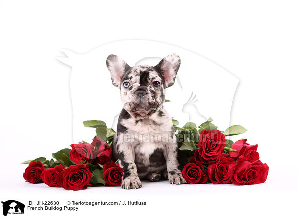 French Bulldog Puppy / JH-22630