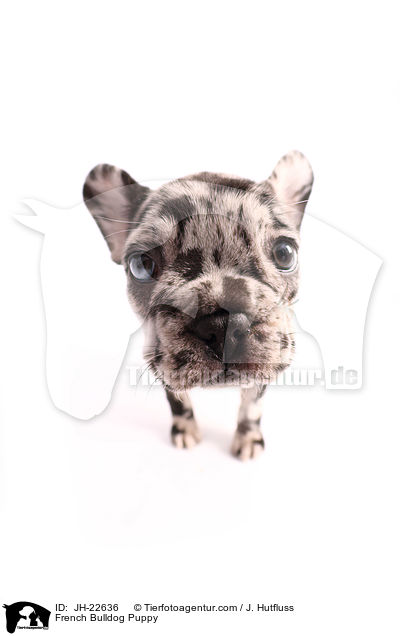 Franzsische Bulldogge Welpe / French Bulldog Puppy / JH-22636