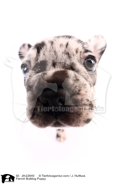 Franzsische Bulldogge Welpe / French Bulldog Puppy / JH-22640