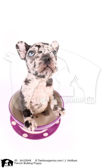Franz�sische Bulldogge Welpe / French Bulldog Puppy / JH-22648