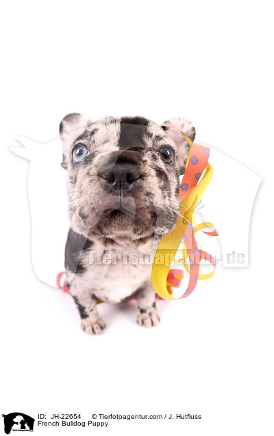Franzsische Bulldogge Welpe / French Bulldog Puppy / JH-22654