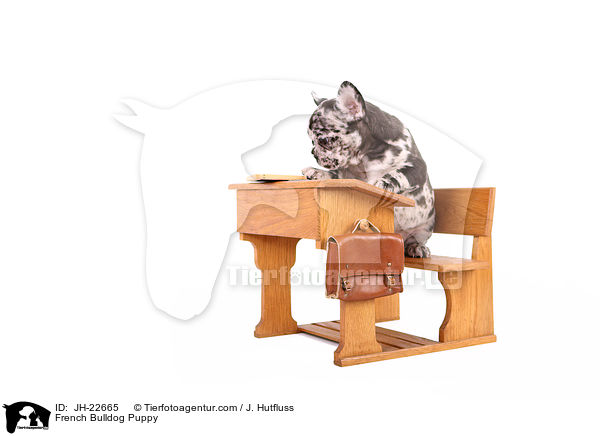 Franzsische Bulldogge Welpe / French Bulldog Puppy / JH-22665