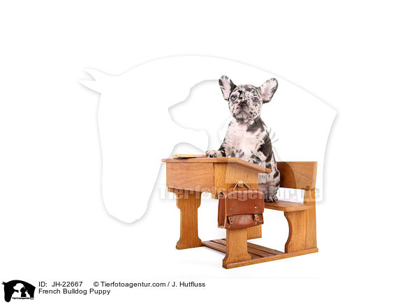 Franzsische Bulldogge Welpe / French Bulldog Puppy / JH-22667