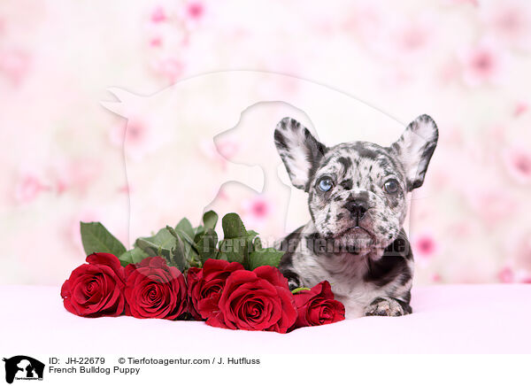 Franzsische Bulldogge Welpe / French Bulldog Puppy / JH-22679