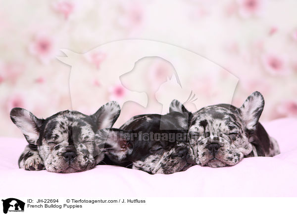 Franzsische Bulldogge Welpen / French Bulldog Puppies / JH-22694