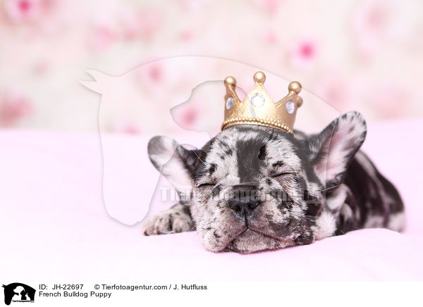Franzsische Bulldogge Welpe / French Bulldog Puppy / JH-22697