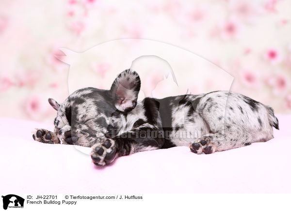 Franzsische Bulldogge Welpe / French Bulldog Puppy / JH-22701