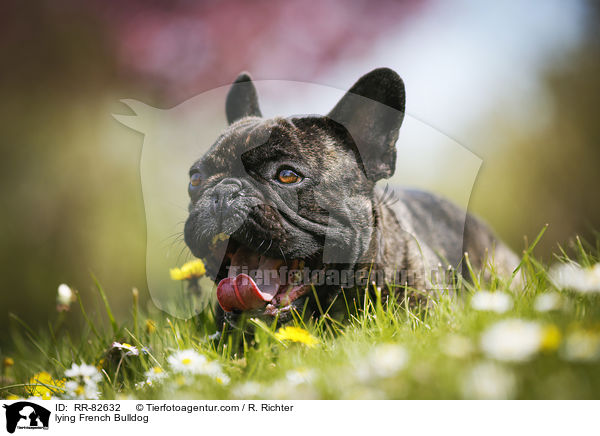 liegende Franzsische Bulldogge / lying French Bulldog / RR-82632