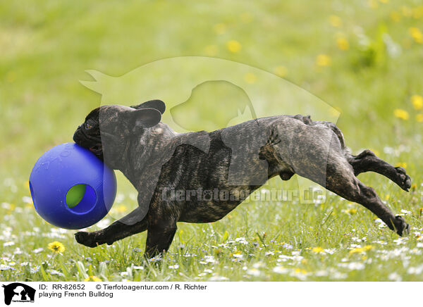 spielende Franzsische Bulldogge / playing French Bulldog / RR-82652