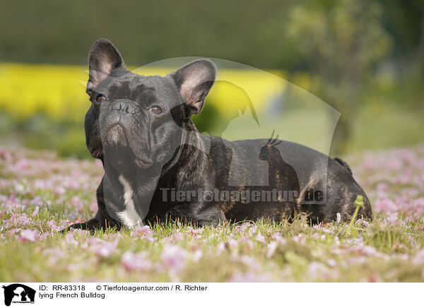 liegende Franzsische Bulldogge / lying French Bulldog / RR-83318