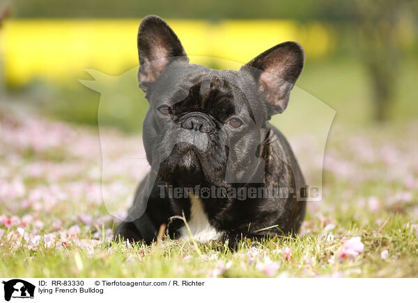 liegende Franzsische Bulldogge / lying French Bulldog / RR-83330