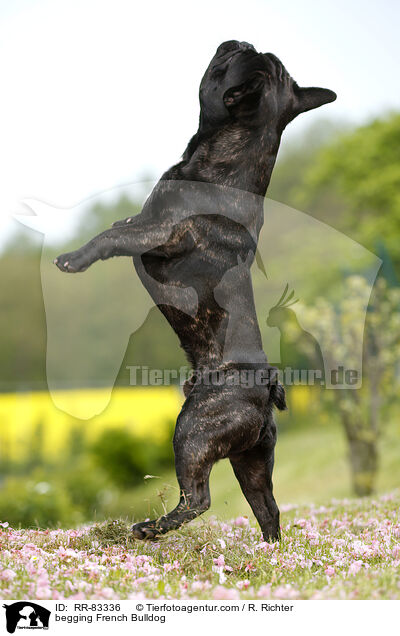 Franzsische Bulldogge macht Mnnchen / begging French Bulldog / RR-83336