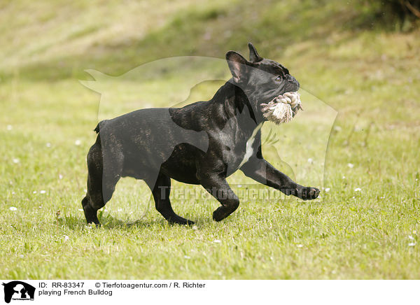 spielende Franzsische Bulldogge / playing French Bulldog / RR-83347