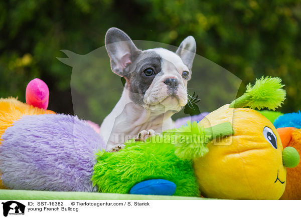 junge Franzsische Bulldogge / young French Bulldog / SST-16382