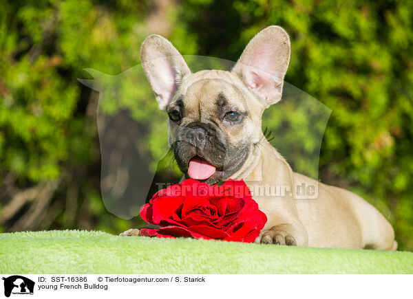 junge Franzsische Bulldogge / young French Bulldog / SST-16386