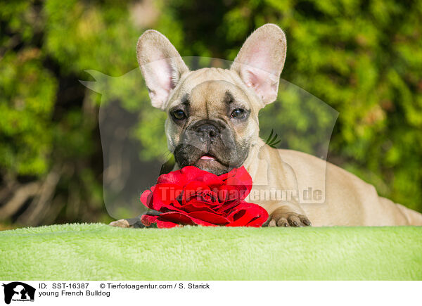 junge Franzsische Bulldogge / young French Bulldog / SST-16387