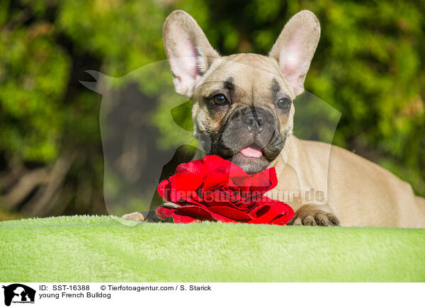 junge Franzsische Bulldogge / young French Bulldog / SST-16388