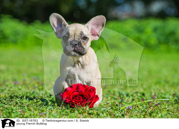 junge Franzsische Bulldogge / young French Bulldog / SST-16763
