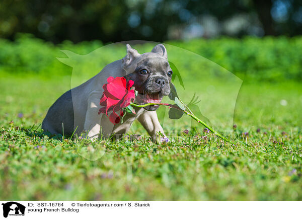junge Franzsische Bulldogge / young French Bulldog / SST-16764