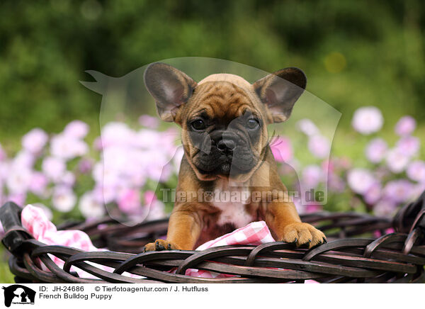 French Bulldog Puppy / JH-24686