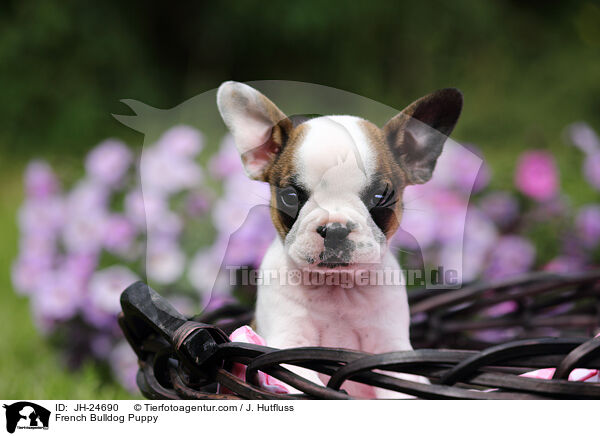 French Bulldog Puppy / JH-24690