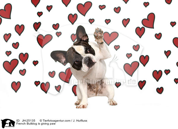 Franz�sische Bulldogge gibt Pf�tchen / French Bulldog is giving paw / JH-25135