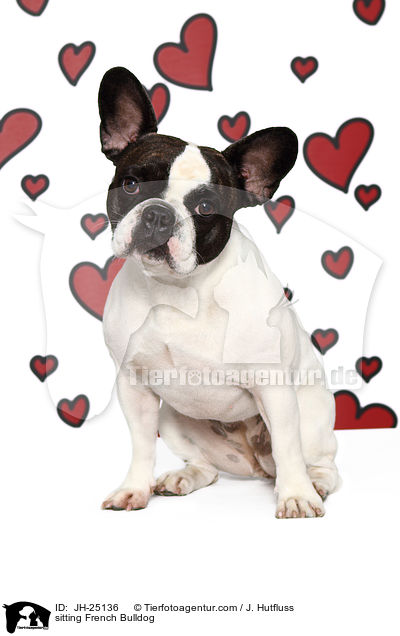 sitzender Franz�sische Bulldogge / sitting French Bulldog / JH-25136