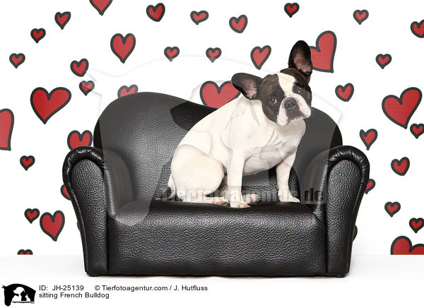 sitzende Franz�sische Bulldogge / sitting French Bulldog / JH-25139