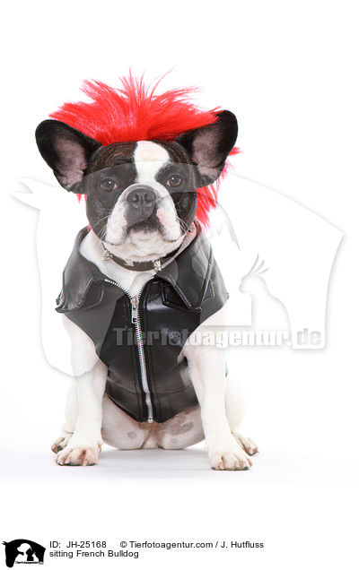 sitzende Franzsische Bulldogge / sitting French Bulldog / JH-25168