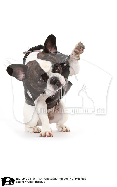 sitzende Franzsische Bulldogge / sitting French Bulldog / JH-25170