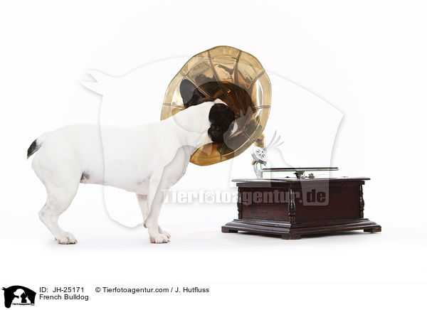 Franzsische Bulldogge / French Bulldog / JH-25171