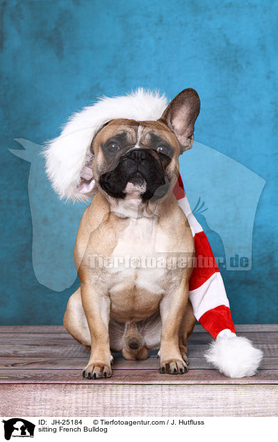 sitzende Franzsische Bulldogge / sitting French Bulldog / JH-25184