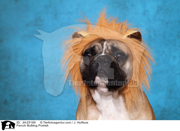 Franzsische Bulldogge Portrait / French Bulldog Portrait / JH-25189
