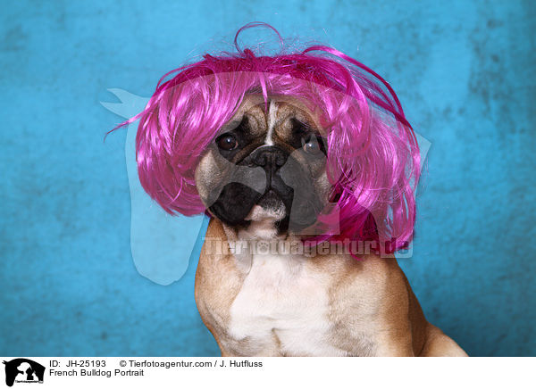 Franzsische Bulldogge Portrait / French Bulldog Portrait / JH-25193