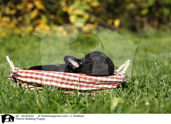 Franzsische Bulldogge Welpe / French Bulldog Puppy / JH-25232