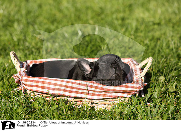 Franzsische Bulldogge Welpe / French Bulldog Puppy / JH-25234
