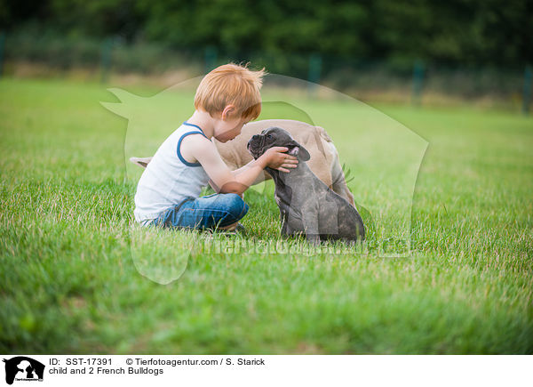 Kind und 2 Franzsische Bulldoggen / child and 2 French Bulldogs / SST-17391