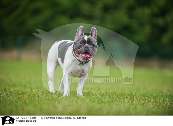 Franzsische Bulldogge / French Bulldog / SST-17395