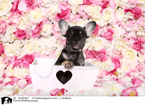 Franzsische Bulldogge Welpe im Studio / French Bulldog puppy / JH-25357
