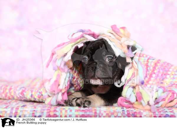 Franzsische Bulldogge Welpe im Studio / French Bulldog puppy / JH-25366