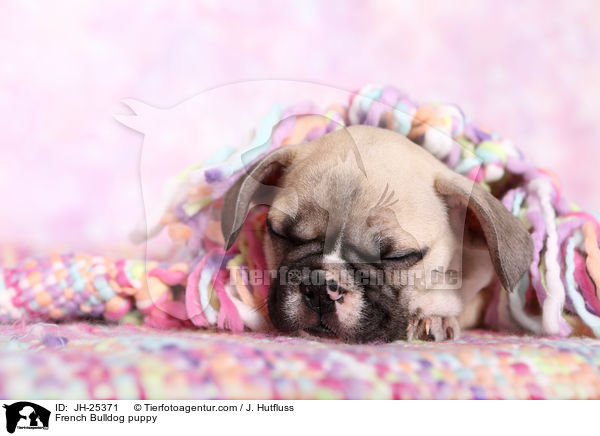 Franzsische Bulldogge Welpe im Studio / French Bulldog puppy / JH-25371