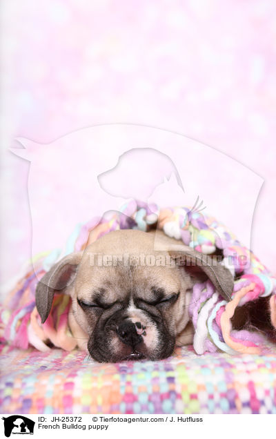 Franzsische Bulldogge Welpe im Studio / French Bulldog puppy / JH-25372
