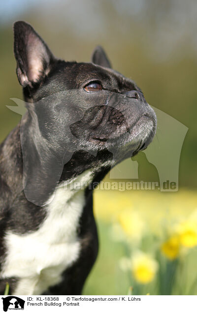 Franzsische Bulldogge Portrait / French Bulldog Portrait / KL-18368