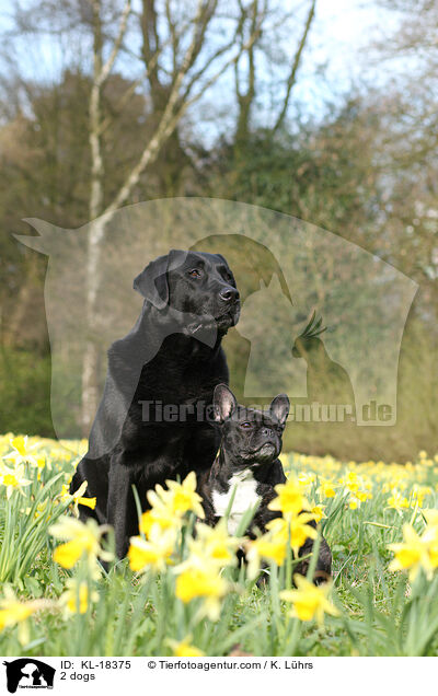 2 Hunde / 2 dogs / KL-18375