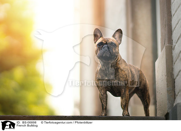 Franzsische Bulldogge / French Bulldog / BS-06898
