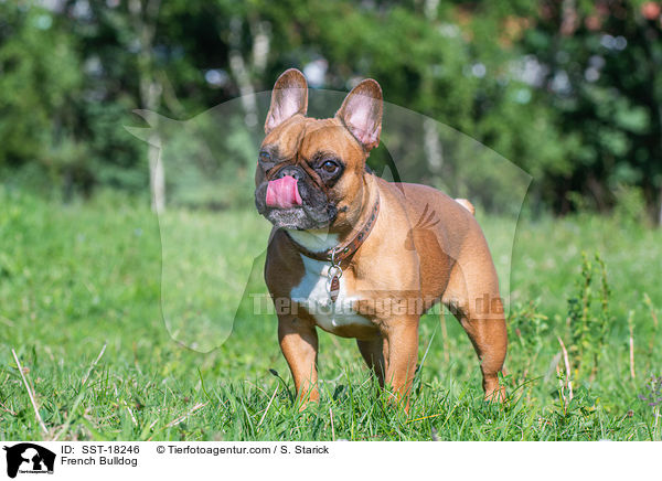 Franzsische Bulldogge / French Bulldog / SST-18246