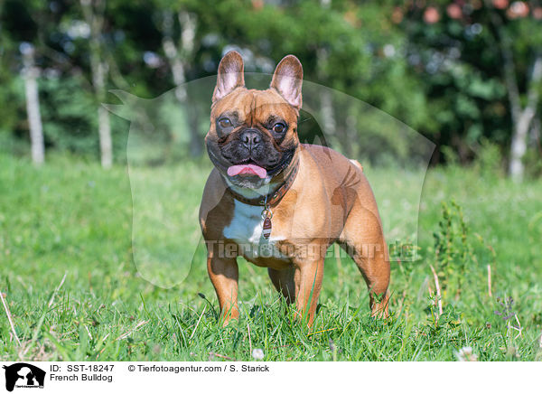 Franzsische Bulldogge / French Bulldog / SST-18247