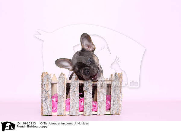 Franzsische Bulldogge Welpe / French Bulldog puppy / JH-26113